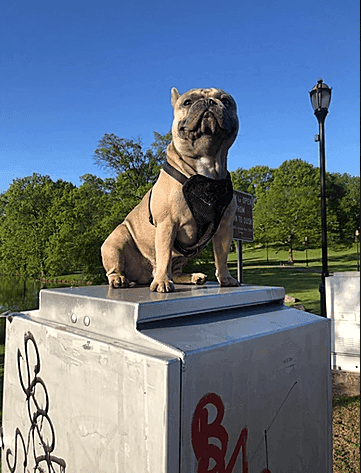 Energy the French Bulldog, Energy Busters LTD mascot